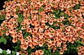 DIASCIA DIVARA APRICOT