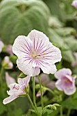 GERANIUM HIMALAYENSE DERRICK COOK