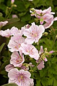 GERANIUM HIMALAYENSE DERRICK COOK