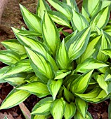 HOSTA LAKESIDE LITTLE TUFT