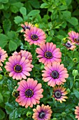 OSTEOSPERMUM FLOWER POWER COPPER APRICOT