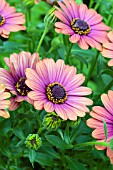 OSTEOSPERMUM FLOWER POWER COPPER APRICOT