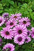 OSTEOSPERMUM FLOWER POWER VIOLET