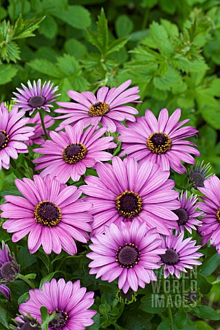 OSTEOSPERMUM_FLOWER_POWER_VIOLET