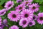 OSTEOSPERMUM FLOWER POWER VIOLET