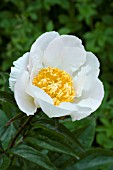 PAEONIA KRINKLED WHITE