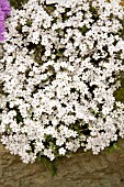 PHLOX NIVALIS NIVEA