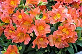 ALSTROEMERIA PRINCESS AMINA