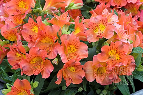 ALSTROEMERIA_PRINCESS_AMINA