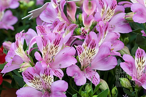 ALSTROEMERIA_INTICANCHA_NAVAYO