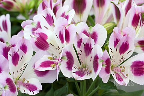 ALSTROEMERIA_INTICANCHA_PASSION