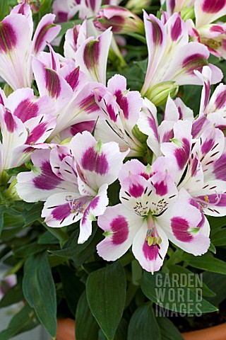 ALSTROEMERIA_INTICANCHA_PASSION