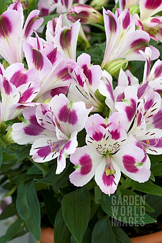 ALSTROEMERIA_INTICANCHA_PASSION