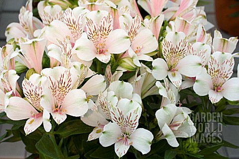 ALSTROEMERIA_INTICANCHA_ANTARCTICA