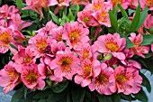 ALSTROEMERIA PRINCESS ELAINE