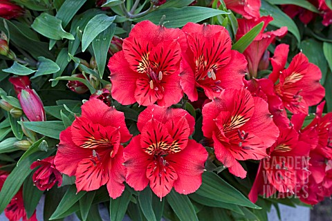 ALSTROEMERIA_PRINCESS_KATE