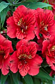 ALSTROEMERIA PRINCESS KATE