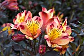 ALSTROEMERIA INDIAN SUMMER