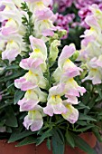 ANTIRRHINUM FLORINI DIANA LILAC YELLOW