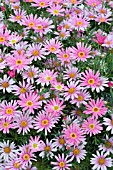 ARGYRANTHEMUM ANGELIC GIANT PINK