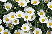 ARGYRANTHEMUM EVEREST