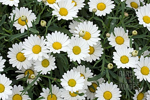 ARGYRANTHEMUM_EVEREST