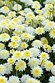 ARGYRANTHEMUM POMPOM CORONA