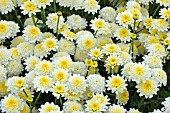 ARGYRANTHEMUM POMPOM CORONA