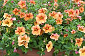 CALIBRACHOA NOA PEACH