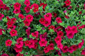 CALIBRACHOA NOA RED IMPROVED