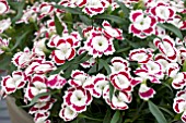 DIANTHUS SUNFLOR OLIVIA