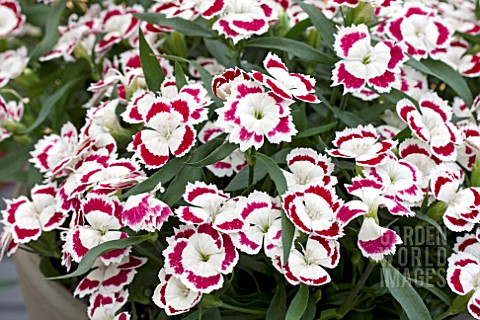 DIANTHUS_SUNFLOR_OLIVIA