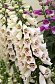 DIGITALIS DALMATION CREME