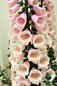 DIGITALIS DALMATION PEACH