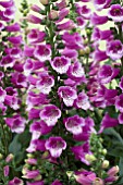 DIGITALIS DALMATION PURPLE