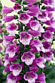 DIGITALIS DALMATION PURPLE