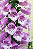 DIGITALIS DALMATION ROSE