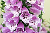 DIGITALIS DALMATION ROSE