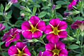 CALIBRACHOA SUPERBELLS CHERRY STAR