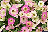 PETUNIA DEBONAIR DUSKY ROSE