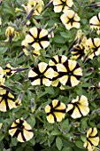 PETUNIA LITTLETUNIA BICOLOR BLACK