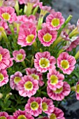 CALIBRACHOA MARVEL BEAUTY RASPBERRY