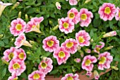 CALIBRACHOA MARVEL BEAUTY RASPBERRY