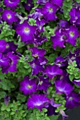 PETUNIA SOPHISTICA BLUE MORN