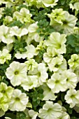 PETUNIA SOPHISTICA LIME GREEN