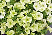 PETUNIA SOPHISTICA LIME GREEN