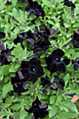 PETUNIA BLACK RAY