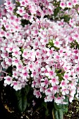 PHLOX EASY START PINK