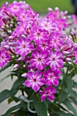 PHLOX EASY START PURPLE