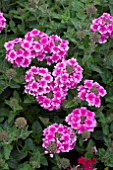 VERBENA DONALENA PINK HEART